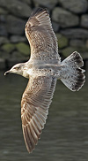 2cy argentatus in February, ringed in Norway. (75189 bytes)